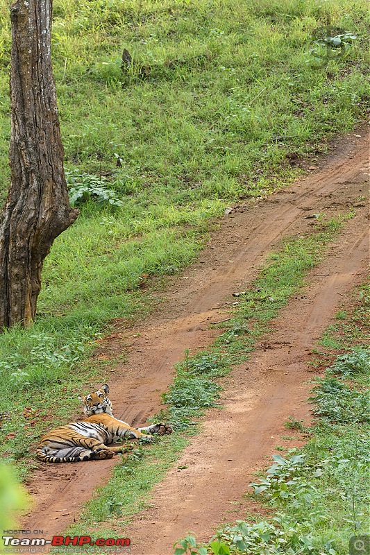 Kabini - The call of the wild-kbnmay18106.jpg