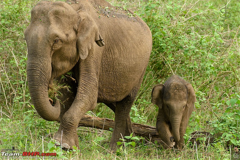 Kabini - The call of the wild-kbnmay18122.jpg