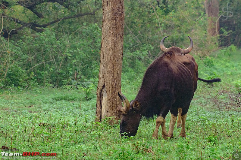 Kabini - The call of the wild-kbnmay18145.jpg