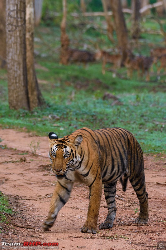 Kabini - The call of the wild-kbnmay18313.jpg