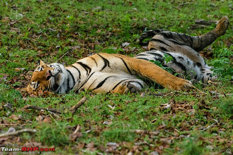 Kabini - The call of the wild-kbnmay18340.jpg