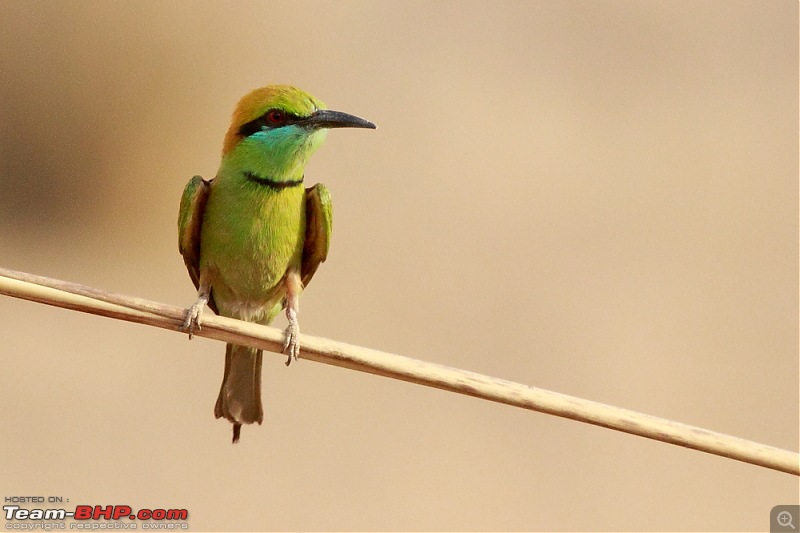 Chasing wildlife in Central India-dpp_0088.jpg