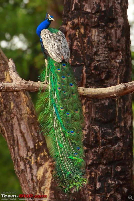 Chasing wildlife in Central India-dpp_0008.jpg