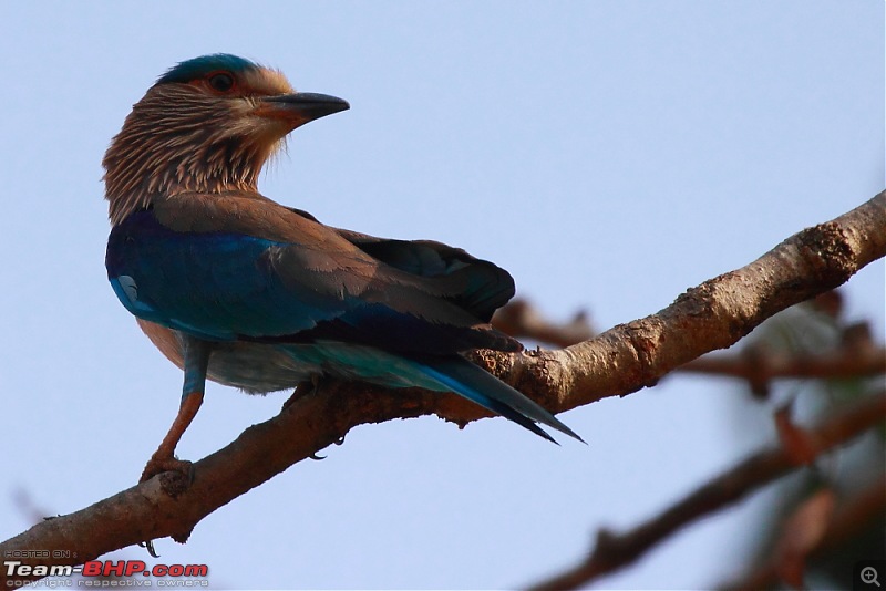 Chasing wildlife in Central India-dpp_0017.jpg