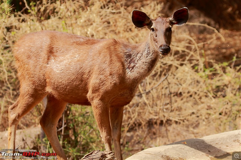 Chasing wildlife in Central India-dpp_0018.jpg