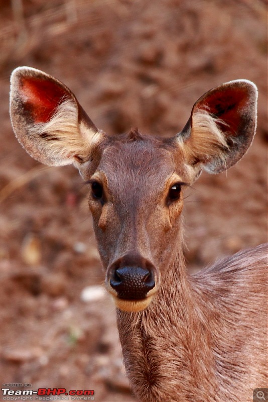 Chasing wildlife in Central India-dpp_0022.jpg