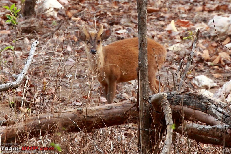 Chasing wildlife in Central India-dpp_0026.jpg