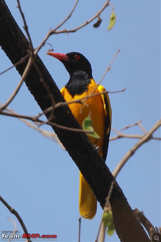 Chasing wildlife in Central India-dpp_0030.jpg