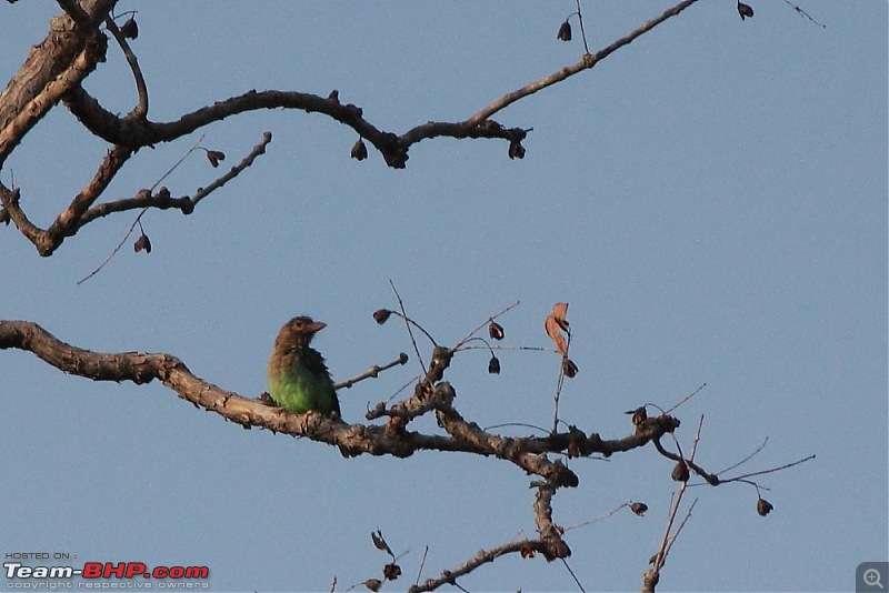 Chasing wildlife in Central India-dpp_0040.jpg