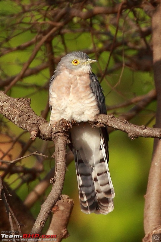 Chasing wildlife in Central India-dpp_0048.jpg