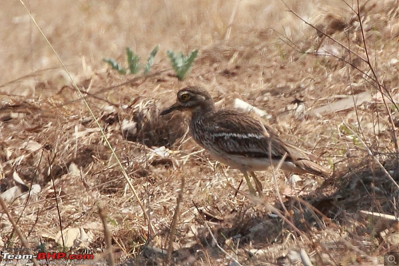 Chasing wildlife in Central India-dpp_0097.jpg