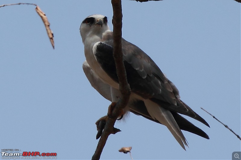 Chasing wildlife in Central India-dpp_0058.jpg