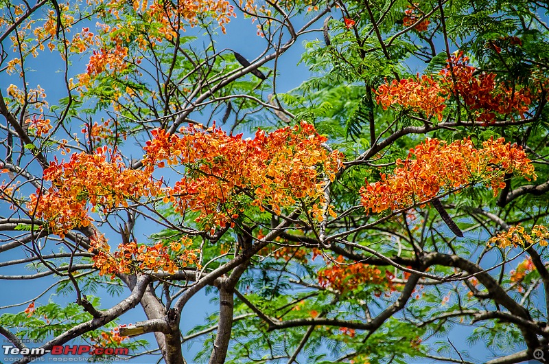 West Bengal - A treasure for tourists-_dsc6151.jpg