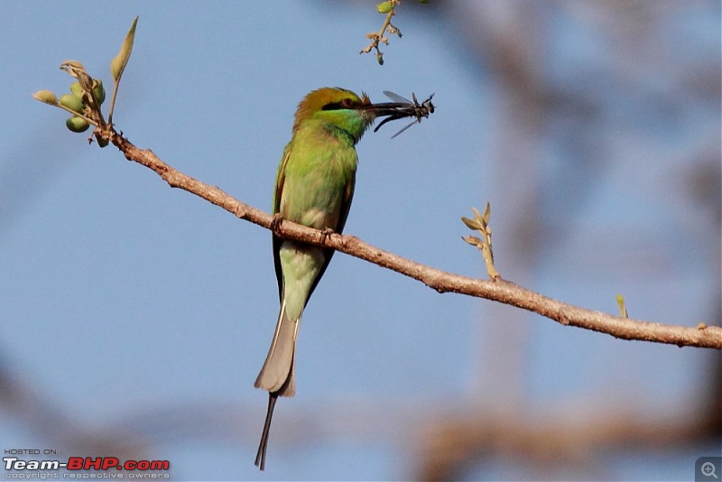 Chasing wildlife in Central India-dpp_0092.jpg