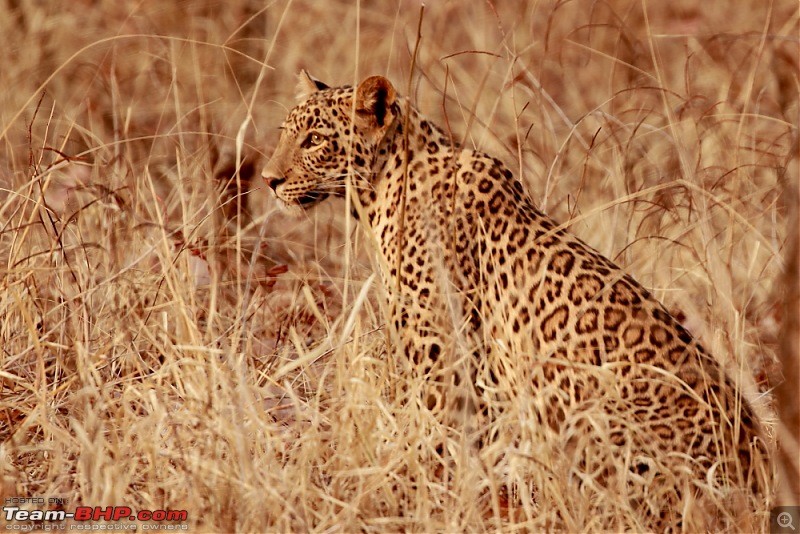 Chasing wildlife in Central India-dpp_0073.jpg