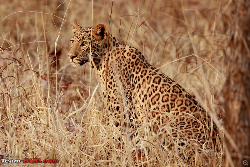 Chasing wildlife in Central India-dpp_0075.jpg