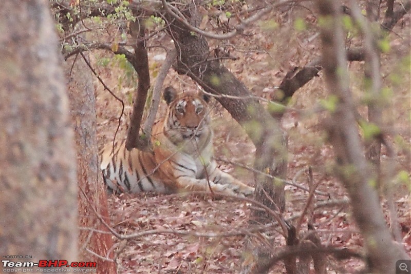 Chasing wildlife in Central India-dpp_0111.jpg