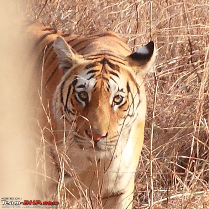 Chasing wildlife in Central India-dpp_0108.jpg