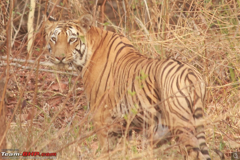 Chasing wildlife in Central India-dpp_0102.jpg