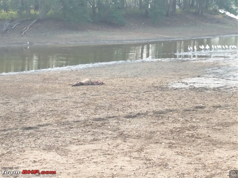 Chasing wildlife in Central India-carcass.jpg