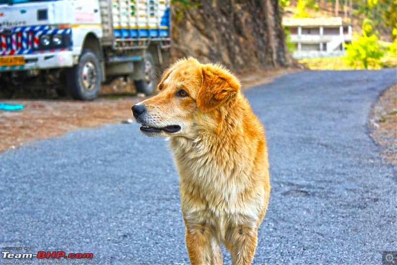 To the last village of India - Mana, Uttarakhand. Chronicles of a Lone Biker-img_4497.jpg