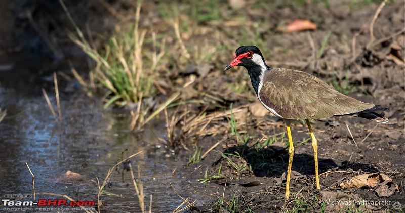 Kabini: A Trilogy of Hits and Misses-dsc_6263edit.jpg