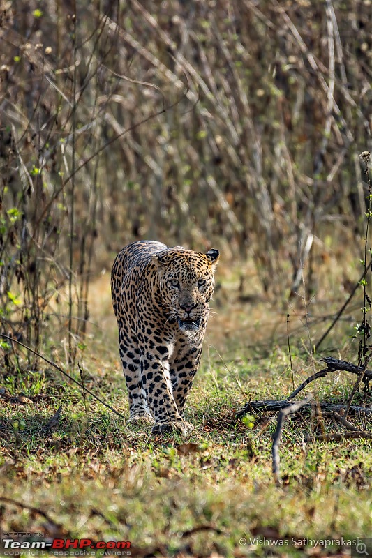 Kabini: A Trilogy of Hits and Misses-dsc_6443edit.jpg