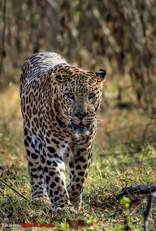 Kabini: A Trilogy of Hits and Misses-dsc_6444edit.jpg