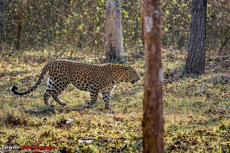 Kabini: A Trilogy of Hits and Misses-dsc_6464edit.jpg