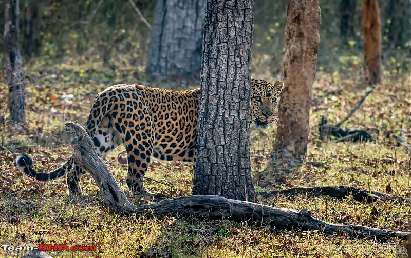 Kabini: A Trilogy of Hits and Misses-dsc_6474edit.jpg
