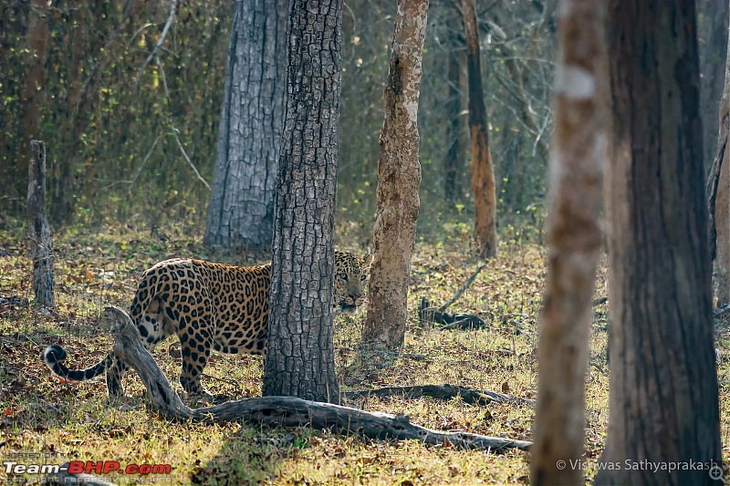 Kabini: A Trilogy of Hits and Misses-dsc_6475edit.jpg