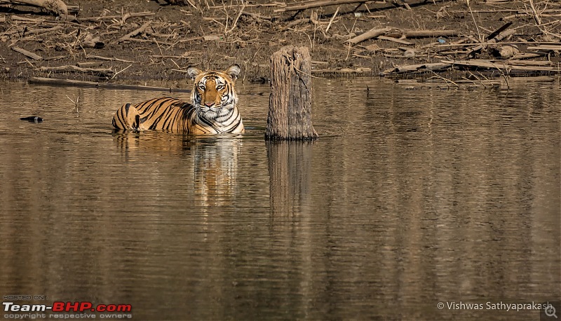 Kabini: A Trilogy of Hits and Misses-dsc_6919edit.jpg