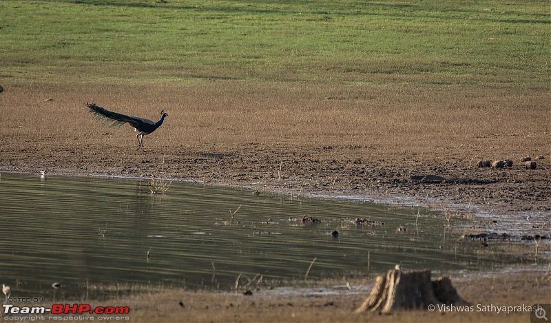 Kabini: A Trilogy of Hits and Misses-dsc_7171edit.jpg