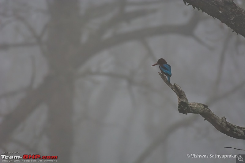 Kabini: A Trilogy of Hits and Misses-dsc_7199edit.jpg