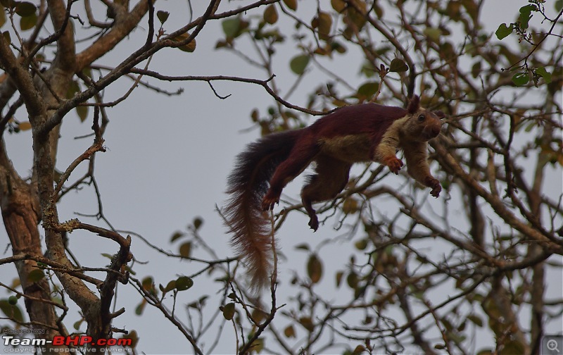 Birding around Mysore - A Photologue-imgp4936.jpg