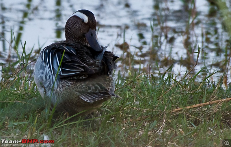 Birding around Mysore - A Photologue-garganey-male.jpg