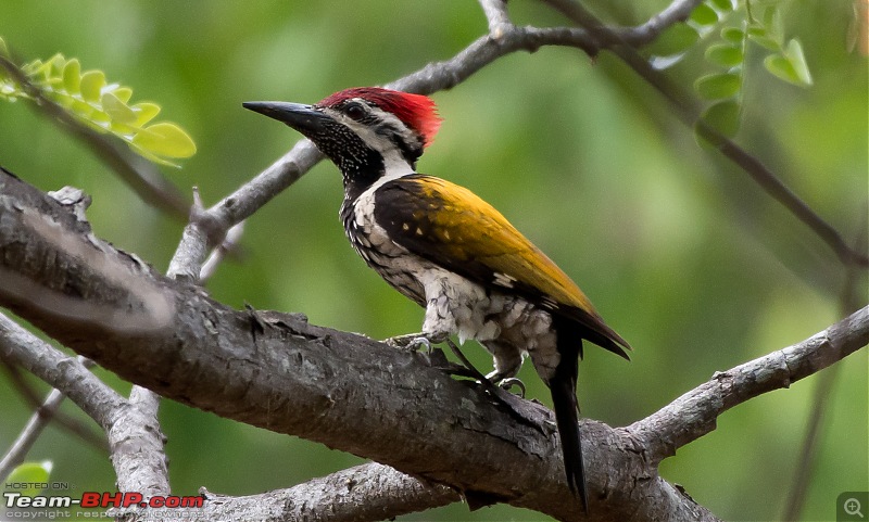 Birding around Mysore - A Photologue-flameback-woodpecker.jpg