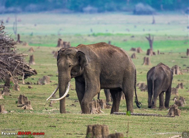 Kabini: A Trilogy of Hits and Misses-dsc_7721.jpg