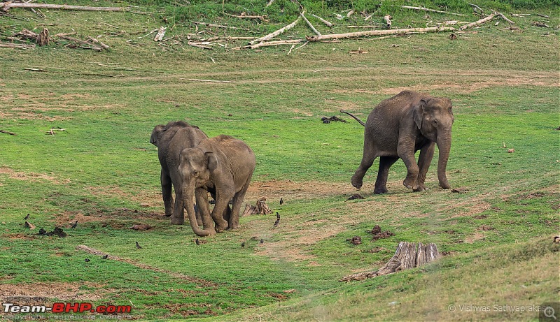 Kabini: A Trilogy of Hits and Misses-dsc_7788.jpg