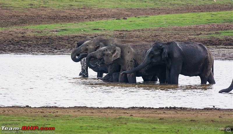 Kabini: A Trilogy of Hits and Misses-dsc_7893.jpg