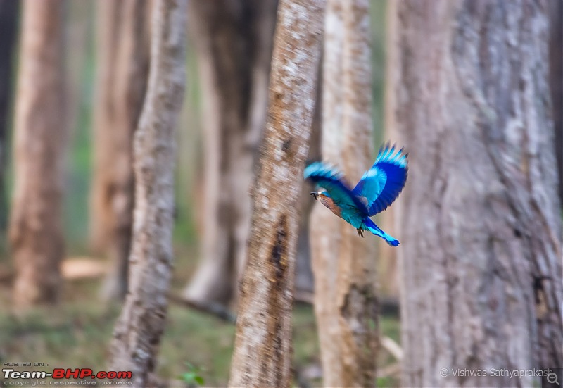 Kabini: A Trilogy of Hits and Misses-dsc_7911.jpg