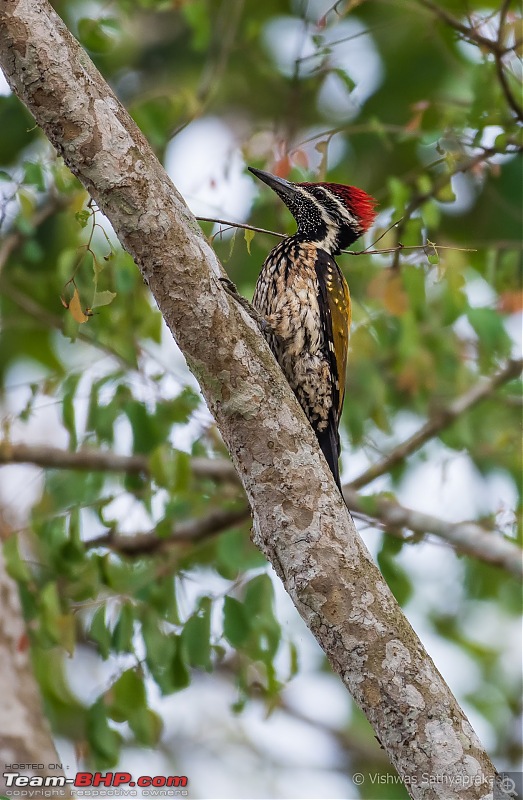 Kabini: A Trilogy of Hits and Misses-dsc_8028.jpg