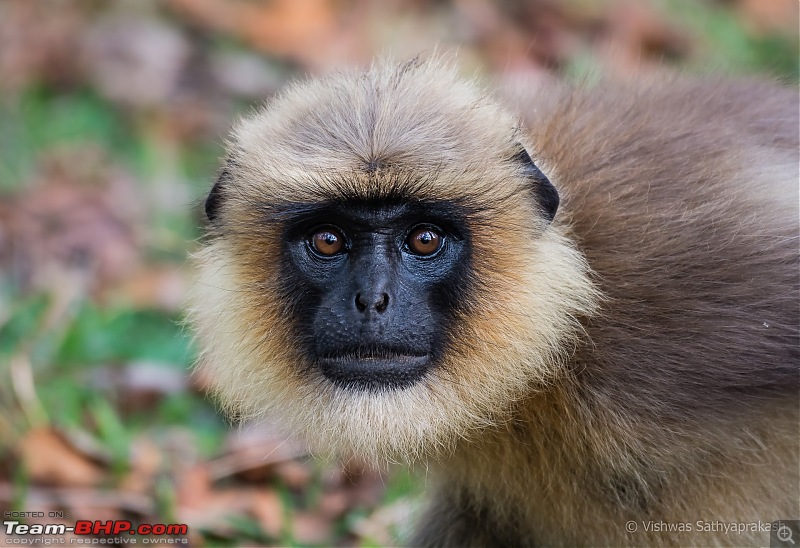 Kabini: A Trilogy of Hits and Misses-dsc_8096.jpg