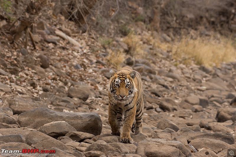 Ranthambore - Land of Forts, Hills & Tigers-t60s_sub_adult1.jpg