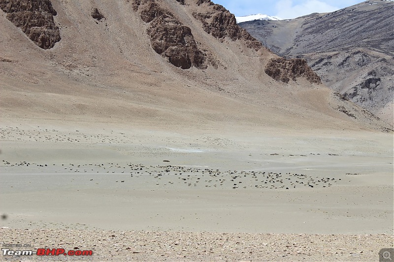 Ladakh: Four Idiots & One XUV500-498.jpg