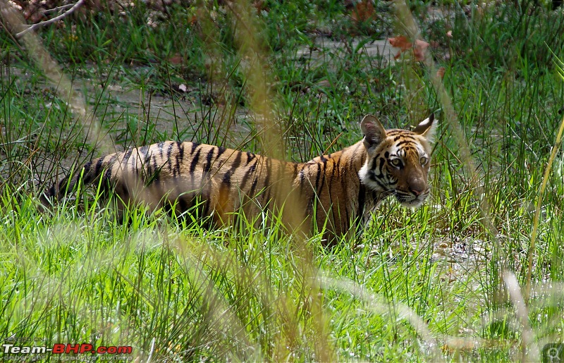 Bandhavgarh - Tiger Trails-imgp9143.jpg