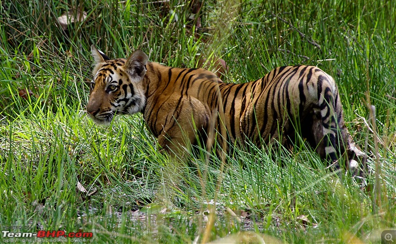 Bandhavgarh - Tiger Trails-imgp9088.jpg