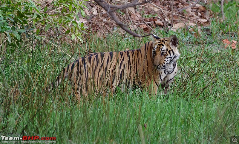 Bandhavgarh - Tiger Trails-imgp9250.jpg