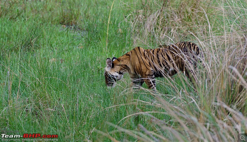 Bandhavgarh - Tiger Trails-imgp9189.jpg