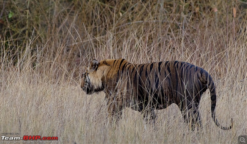 Bandhavgarh - Tiger Trails-imgp92622.jpg